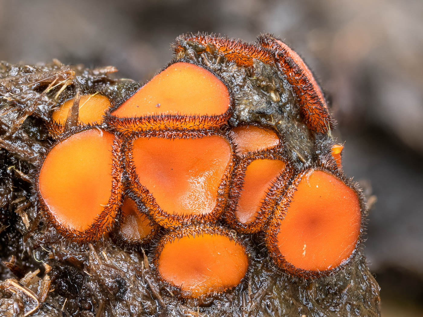 Photo by Barry Webb Scutellinia mirabilis Barry Webb